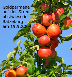 Goldparmaene