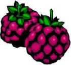 Brombeere Brombeere
