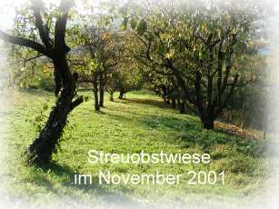 obstwiese14